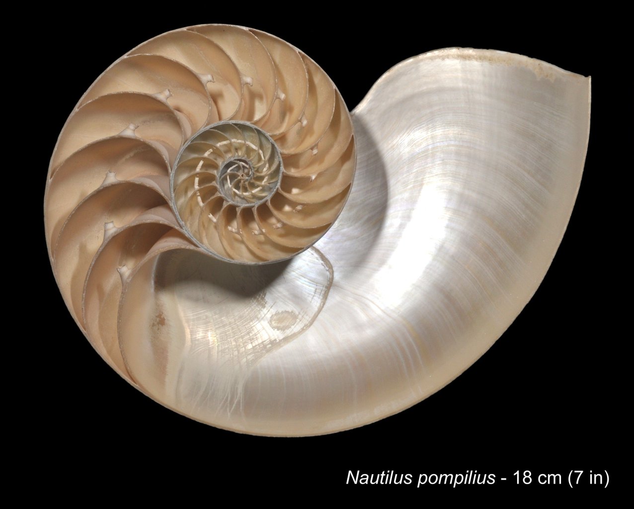 Slice of Nautilus shell - Nautilius Pompilius.