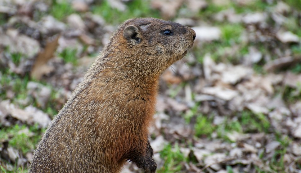 Groundhog