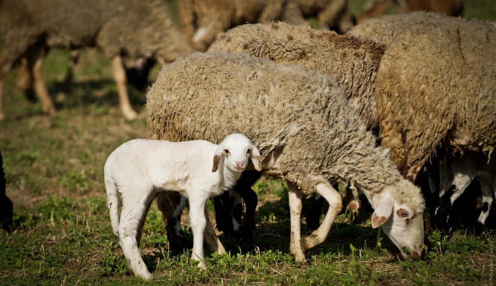 Eid Sheep