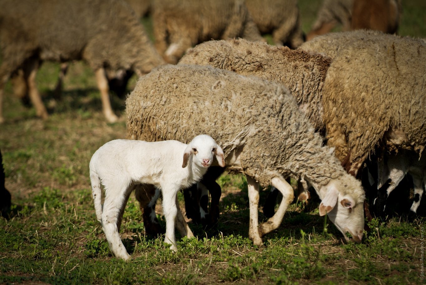 Eid Sheep