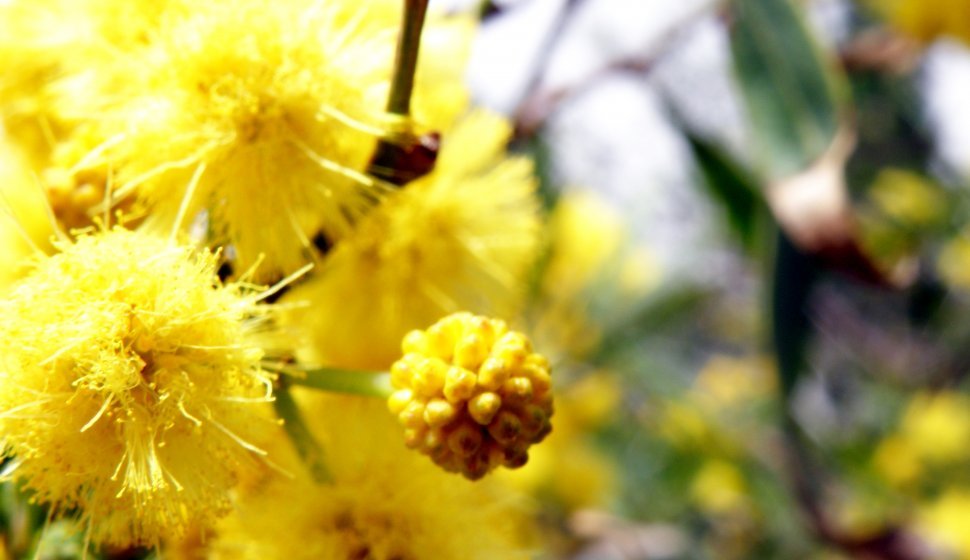 Mimosa Flower in Jerusalem Forest